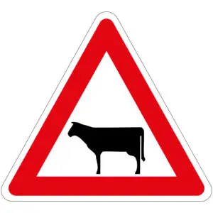 Pas op overstekend vee verkeerspictogram - J28 - driehoekig - rood wit zwart - symbool koe in rode driehoek