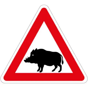 Pas op zwijnen pictogram - rood wit zwart - driehoekig - symbool zwijn met rode driehoek